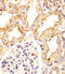 Activating Transcription Factor 6 Beta antibody, 61-792, ProSci, Immunohistochemistry paraffin image 