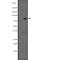 RAS And EF-Hand Domain Containing antibody, abx215409, Abbexa, Western Blot image 