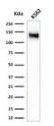 Sialophorin antibody, GTX34512, GeneTex, Western Blot image 