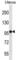 FYVE, RhoGEF And PH Domain Containing 4 antibody, abx027128, Abbexa, Western Blot image 