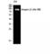 Integrin Subunit Beta 1 antibody, LS-C384169, Lifespan Biosciences, Western Blot image 