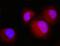 Prostaglandin E Synthase 3 antibody, M04136-3, Boster Biological Technology, Immunofluorescence image 