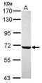 Cytoskeleton Associated Protein 4 antibody, PA5-31639, Invitrogen Antibodies, Western Blot image 