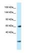 EBF Transcription Factor 3 antibody, NBP1-82378, Novus Biologicals, Western Blot image 