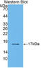 Transforming Growth Factor Beta 2 antibody, LS-C314436, Lifespan Biosciences, Western Blot image 