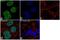 SUZ12 Polycomb Repressive Complex 2 Subunit antibody, 702490, Invitrogen Antibodies, Immunocytochemistry image 
