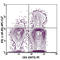 Interferon Gamma antibody, 502530, BioLegend, Immunocytochemistry image 