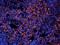 SET Nuclear Proto-Oncogene antibody, orb19736, Biorbyt, Immunofluorescence image 