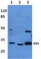Microtubule Associated Protein RP/EB Family Member 3 antibody, A05782, Boster Biological Technology, Western Blot image 