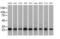 EMG1 N1-Specific Pseudouridine Methyltransferase antibody, MA5-25111, Invitrogen Antibodies, Western Blot image 