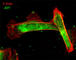 Junction Mediating And Regulatory Protein, P53 Cofactor antibody, JP3991, ECM Biosciences, Immunocytochemistry image 