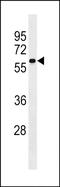 Serine Incorporator 4 antibody, PA5-49296, Invitrogen Antibodies, Western Blot image 