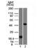 Paired Box 8 antibody, 33-765, ProSci, Western Blot image 