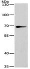 Spermatogenesis Associated 13 antibody, orb107444, Biorbyt, Western Blot image 