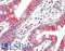 Apelin Receptor antibody, LS-B11333, Lifespan Biosciences, Immunohistochemistry frozen image 