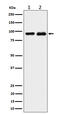Cold Shock Domain Containing E1 antibody, M05114, Boster Biological Technology, Western Blot image 