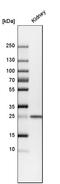 Calbindin 1 antibody, HPA023099, Atlas Antibodies, Western Blot image 