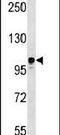 Serine/Threonine Kinase 31 antibody, PA5-14080, Invitrogen Antibodies, Western Blot image 