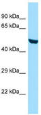 Ras And Rab Interactor Like antibody, TA334362, Origene, Western Blot image 