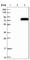 NADH:Ubiquinone Oxidoreductase Subunit V3 antibody, HPA019791, Atlas Antibodies, Western Blot image 