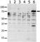 P21 (RAC1) Activated Kinase 6 antibody, F50895-0.4ML, NSJ Bioreagents, Western Blot image 