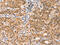 Eukaryotic Translation Initiation Factor 4 Gamma 1 antibody, CSB-PA243767, Cusabio, Immunohistochemistry frozen image 