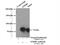 Spermatid Perinuclear RNA Binding Protein antibody, 17362-1-AP, Proteintech Group, Immunoprecipitation image 