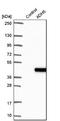 Alcohol Dehydrogenase 5 (Class III), Chi Polypeptide antibody, NBP2-30636, Novus Biologicals, Western Blot image 