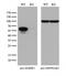 SERPINE1 MRNA Binding Protein 1 antibody, M04755-1, Boster Biological Technology, Western Blot image 