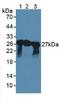 Synaptosome Associated Protein 25 antibody, LS-C663280, Lifespan Biosciences, Western Blot image 