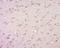 Glutaredoxin 2 antibody, orb157191, Biorbyt, Immunohistochemistry paraffin image 