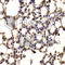Basic Helix-Loop-Helix Family Member E40 antibody, A6534, ABclonal Technology, Immunohistochemistry paraffin image 