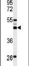 Solute Carrier Family 51 Alpha Subunit antibody, PA5-26837, Invitrogen Antibodies, Western Blot image 