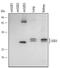 Superoxide Dismutase 3 antibody, AF4817, R&D Systems, Western Blot image 