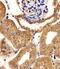 Adenylate Kinase 4 antibody, PA5-49333, Invitrogen Antibodies, Immunohistochemistry frozen image 