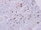 Major Histocompatibility Complex, Class II, DR Alpha antibody, PA5-27553, Invitrogen Antibodies, Immunohistochemistry paraffin image 