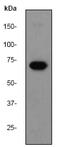 TCF7L2 antibody, ab76151, Abcam, Western Blot image 