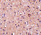 Stathmin 1 antibody, 4235, ProSci Inc, Immunohistochemistry frozen image 