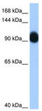 Ring Finger Protein 10 antibody, TA343758, Origene, Western Blot image 