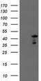 Serpin Family A Member 5 antibody, M01916, Boster Biological Technology, Western Blot image 