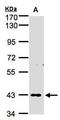 Zinc Finger Protein 211 antibody, orb74229, Biorbyt, Western Blot image 