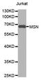 Moesin antibody, abx126979, Abbexa, Western Blot image 