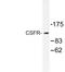 Colony Stimulating Factor 1 Receptor antibody, LS-C177324, Lifespan Biosciences, Western Blot image 