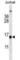 BCL2 antibody, abx027629, Abbexa, Western Blot image 