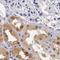 AGE antibody, NBP1-80851, Novus Biologicals, Immunohistochemistry paraffin image 