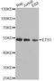 ETS Proto-Oncogene 1, Transcription Factor antibody, MBS126493, MyBioSource, Western Blot image 