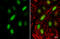 Cyclin A2 antibody, GTX103042, GeneTex, Immunofluorescence image 