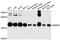 Receptor Accessory Protein 5 antibody, abx126468, Abbexa, Western Blot image 