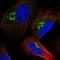 Ring Finger Protein 157 antibody, NBP1-81360, Novus Biologicals, Immunocytochemistry image 