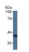 Sialic Acid Binding Ig Like Lectin 7 antibody, LS-C296413, Lifespan Biosciences, Western Blot image 